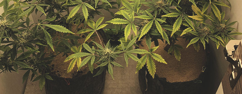 VERSUCHE ES MIT EINER GESTAFFELTEN ERNTE, WENN DIE UNTEREN BUDS NOCH NICHT GANZ REIF SIND VERSUCHE ES MIT EINER GESTAFFELTEN ERNTE, WENN DIE UNTEREN BUDS NOCH NICHT GANZ REIF SIND