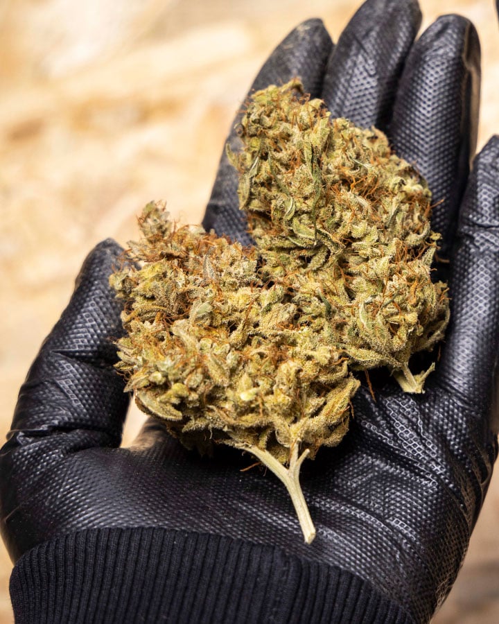 Triple G Grow Report Triple G Grow Report