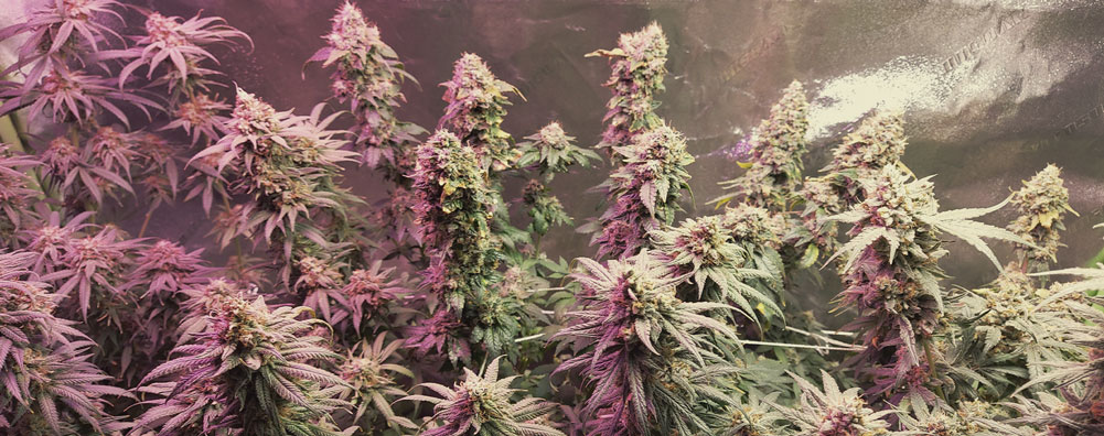 Haze Berry Haze Berry