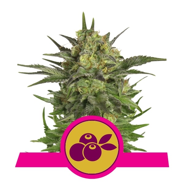 Haze Berry Feminized