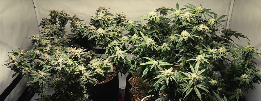 Haze Berry Haze Berry