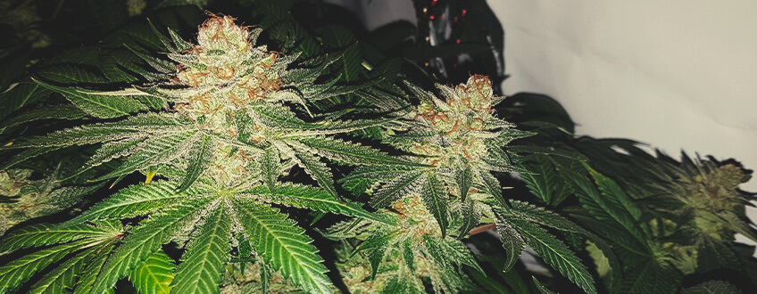 Haze Berry Haze Berry