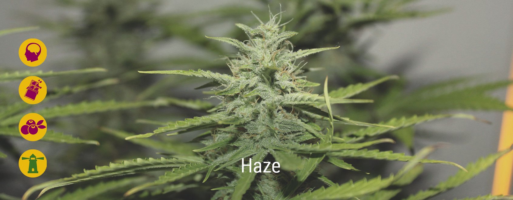 Die besten Haze-Cannabissorten