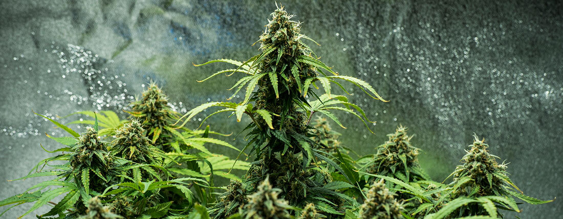 Royal Haze Auto Royal Haze Auto