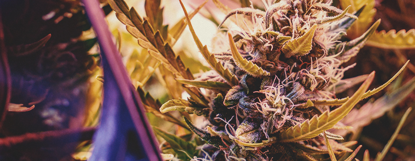 IM GROW ROOM MIT HITZESTRESS FERTIG WERDEN IM GROW ROOM MIT HITZESTRESS FERTIG WERDEN