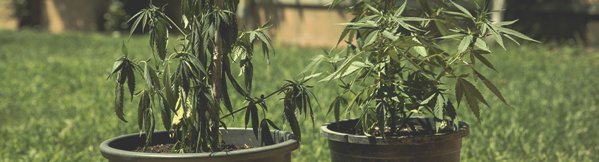 CANNABIS AILMENTS CANNABIS AILMENTS