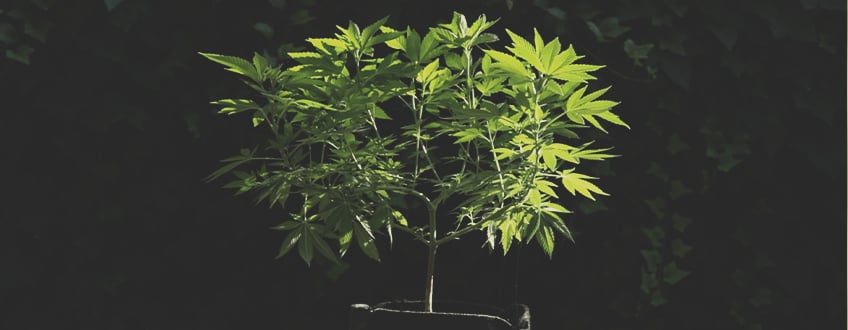 How to Move Your Indoor Cannabis Plants Outdoors How to Move Your Indoor Cannabis Plants Outdoors