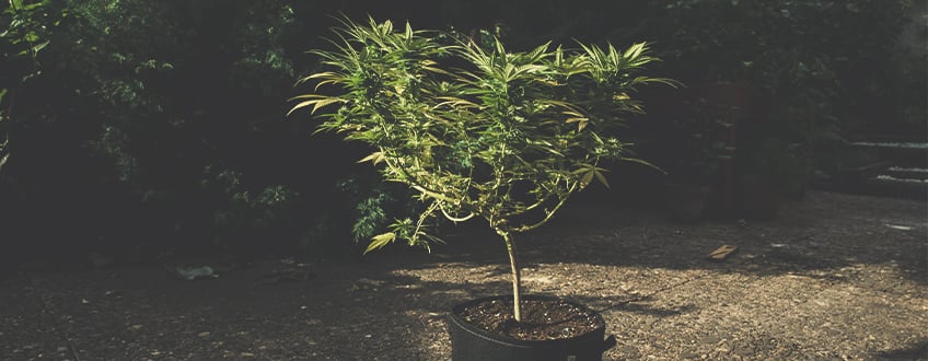 How to Move Your Indoor Cannabis Plants Outdoors How to Move Your Indoor Cannabis Plants Outdoors