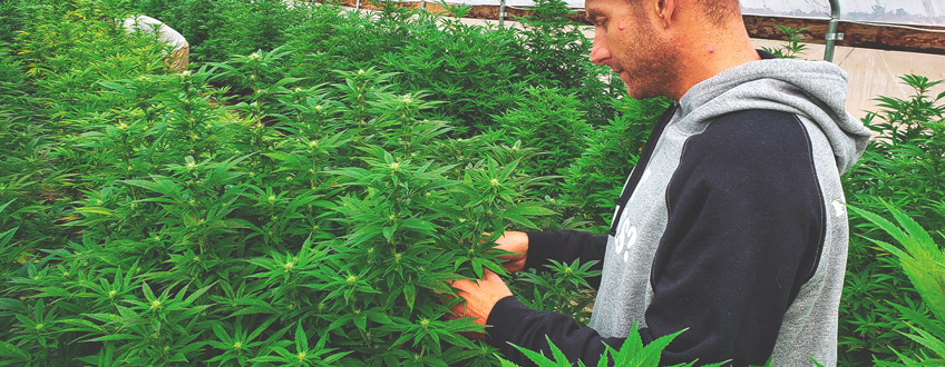 CBD Grower CBD Grower