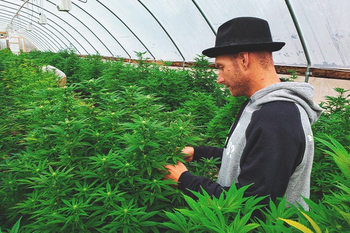 CBD Grower CBD Grower