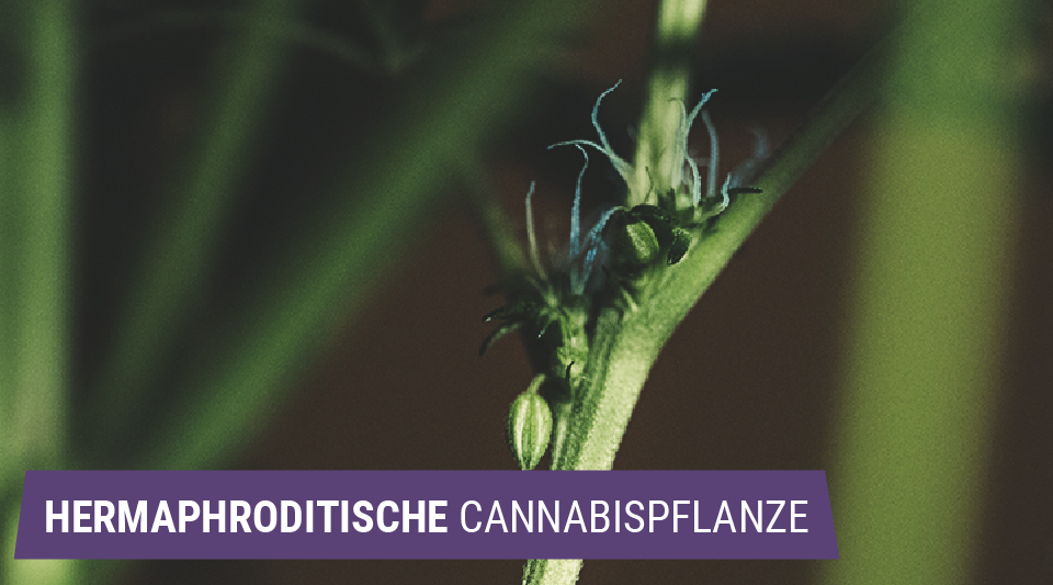 Hermaphroditen: Wenn Cannabispflanzen Einhäusig Werden Hermaphroditen: Wenn Cannabispflanzen Einhäusig Werden