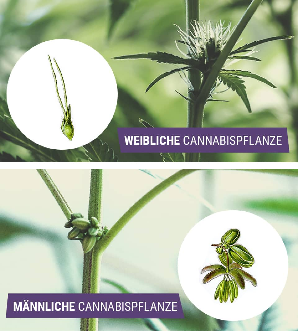 Männliches Versus Weibliches Cannabis: Was Ist Der Unterschied?