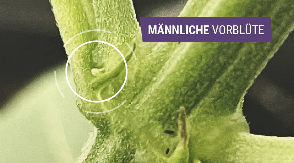 Männliche Cannabispflanzen Identifizieren