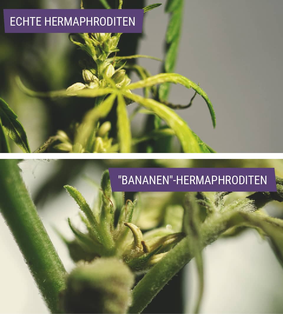 Arten Von Hermaphroditischen Cannabispflanzen