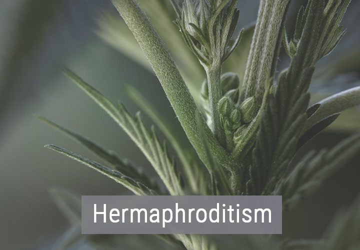 Wie kaltes Wetter Cannabispflanzen beeinflusst Wie kaltes Wetter Cannabispflanzen beeinflusst