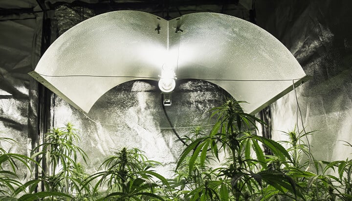 HID weed cultivation