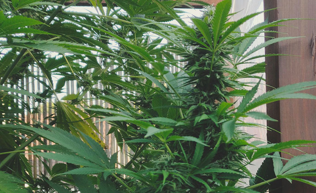 Top 10 High-Yielding Outdoor Cannabis Strains Top 10 High-Yielding Outdoor Cannabis Strains