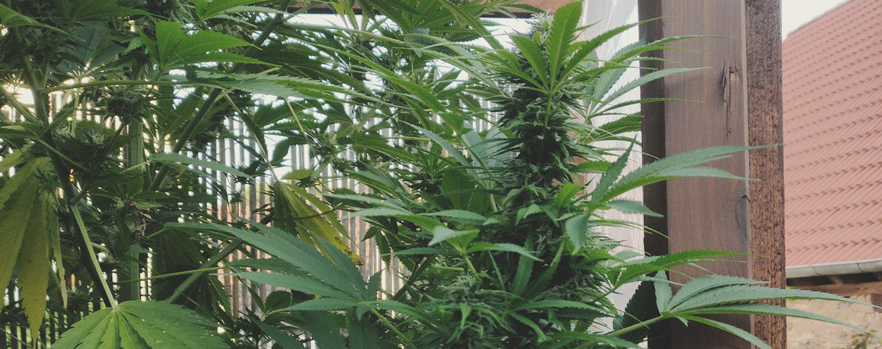 Top 10 High-Yielding Outdoor Cannabis Strains Top 10 High-Yielding Outdoor Cannabis Strains
