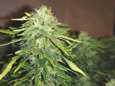 Sativa
