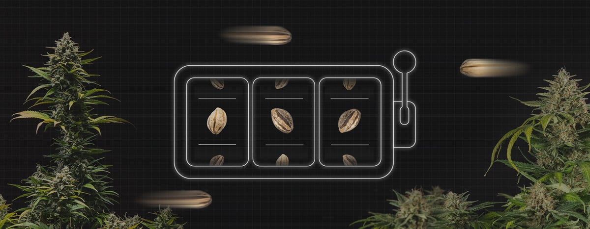 Guidelines To Help You Choose Your Seeds