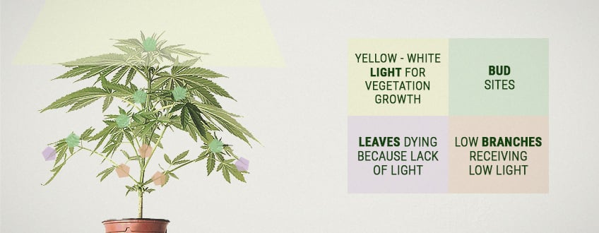 Was ist der Cannabisertrag pro Pflanze?