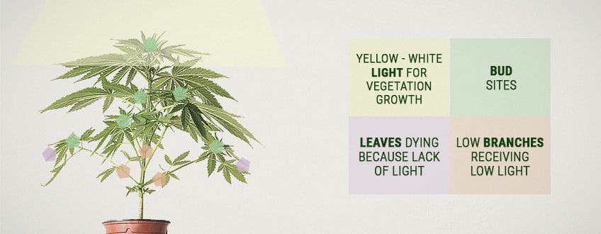 Was ist der Cannabisertrag pro Pflanze? Was ist der Cannabisertrag pro Pflanze?