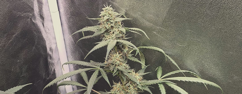 Hulkberry Automatic Hulkberry Automatic