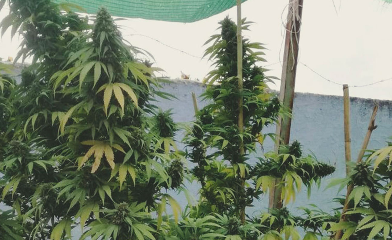 Top 10 High-Yielding Outdoor Cannabis Strains Top 10 High-Yielding Outdoor Cannabis Strains