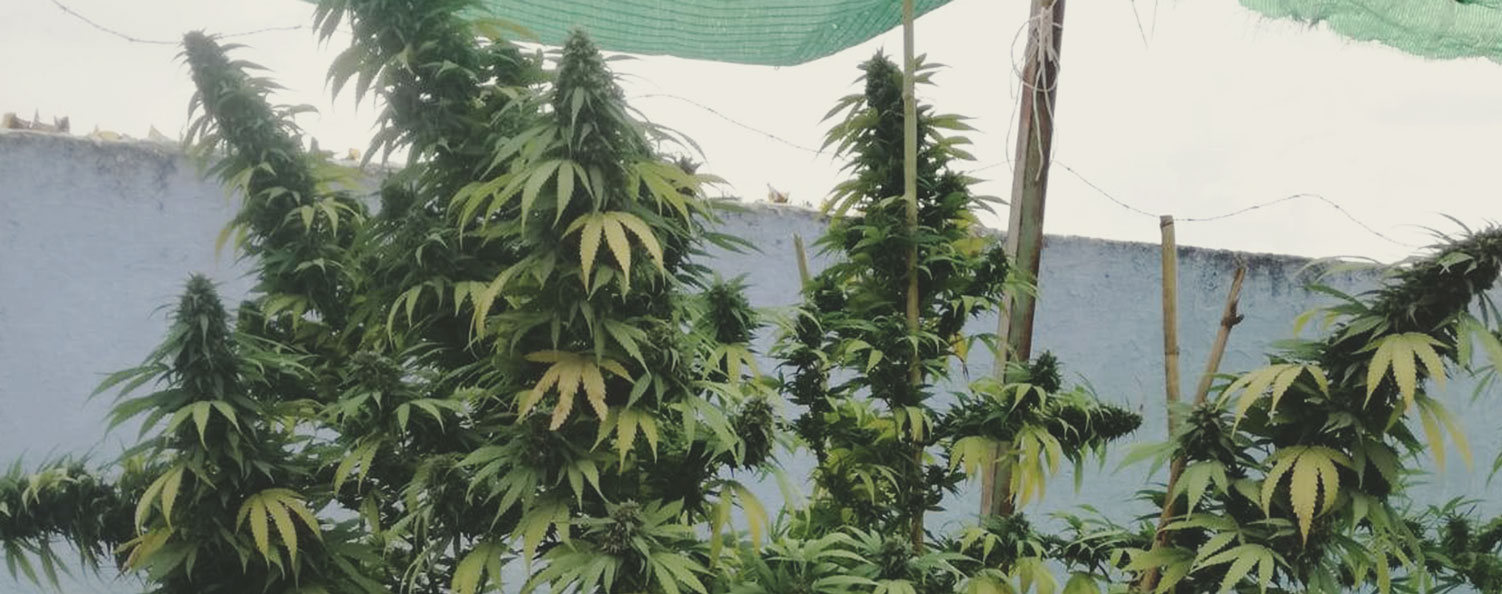 Top 10 High-Yielding Outdoor Cannabis Strains Top 10 High-Yielding Outdoor Cannabis Strains