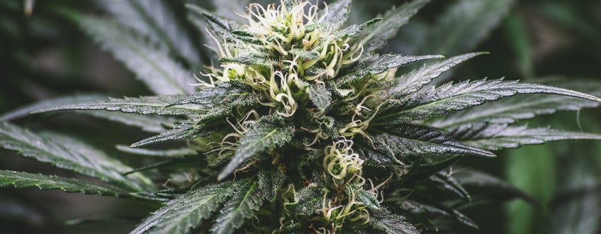 Cannabis Hybrids Cannabis Hybrids