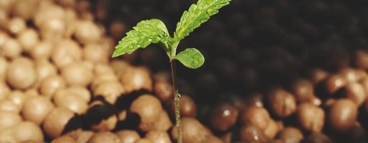 Der Unterschied zwischen hydroponisch und in Erde angebautem Cannabis