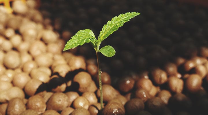 Der Unterschied zwischen hydroponisch und in Erde angebautem Cannabis