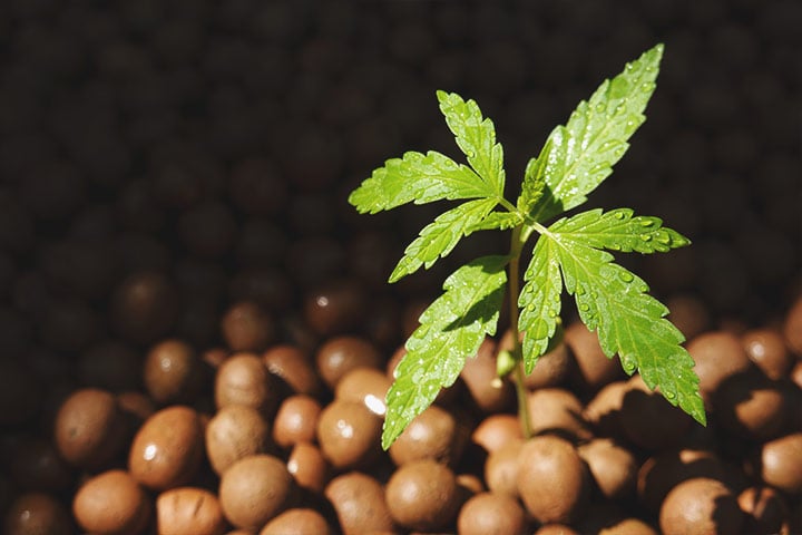 Hydroponics Hydroponics