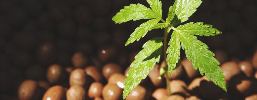 Hydroponics Hydroponics