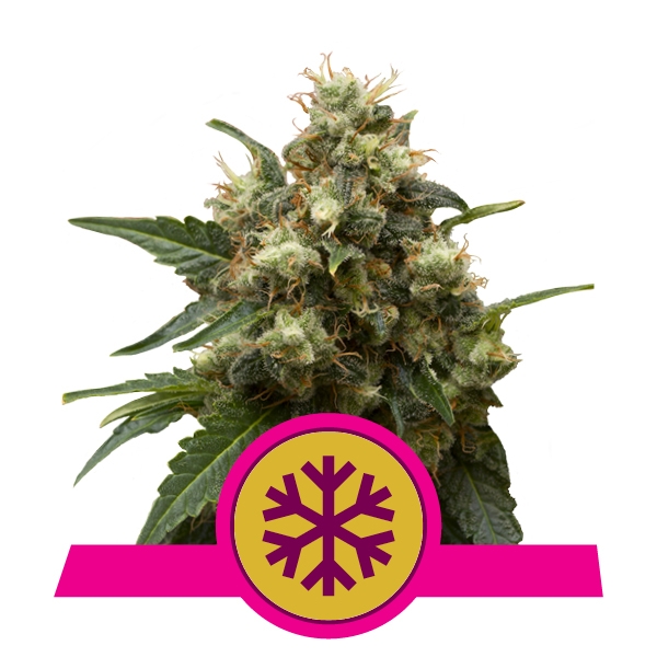 Kaufen Feminized ICE Cannabis saat Feminized ICE Cannabis