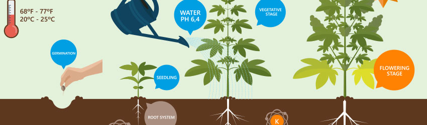 Cannabis Fundamentals