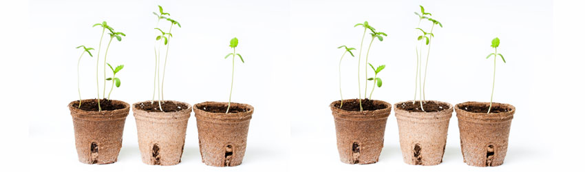 Cannabis Seedlings