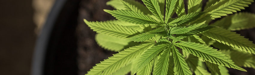 Vegetative Cannabis Growth