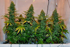 Wachsen Stil SCROG Cannabis Wachsen Stil SCROG Cannabis