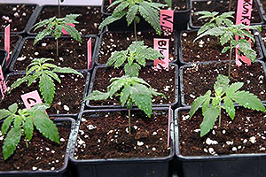 Indoor-Marihuana wachsen ersten Woche Indoor-Marihuana wachsen ersten Woche