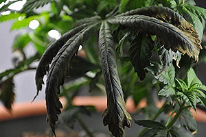 Eine Cannabis-Pflanze braucht Hilfe Eine Cannabis-Pflanze braucht Hilfe