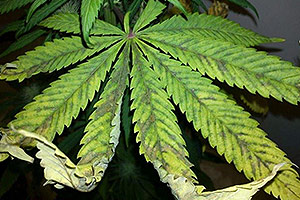 Was durch Überfütterung aus einer Cannabis-Pflanze zu tun? Was durch Überfütterung aus einer Cannabis-Pflanze zu tun?