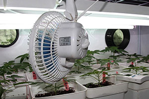 Lüfter für den Anbau von Cannabis Lüfter für den Anbau von Cannabis