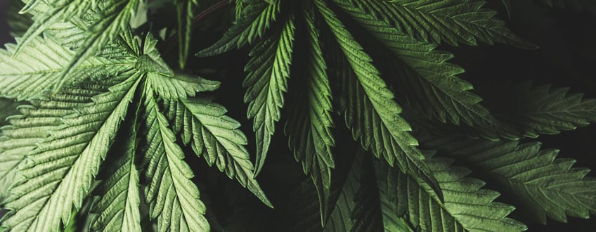Cannabis Indica Cannabis Indica