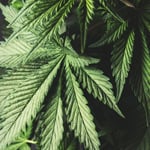 Indicas Indicas