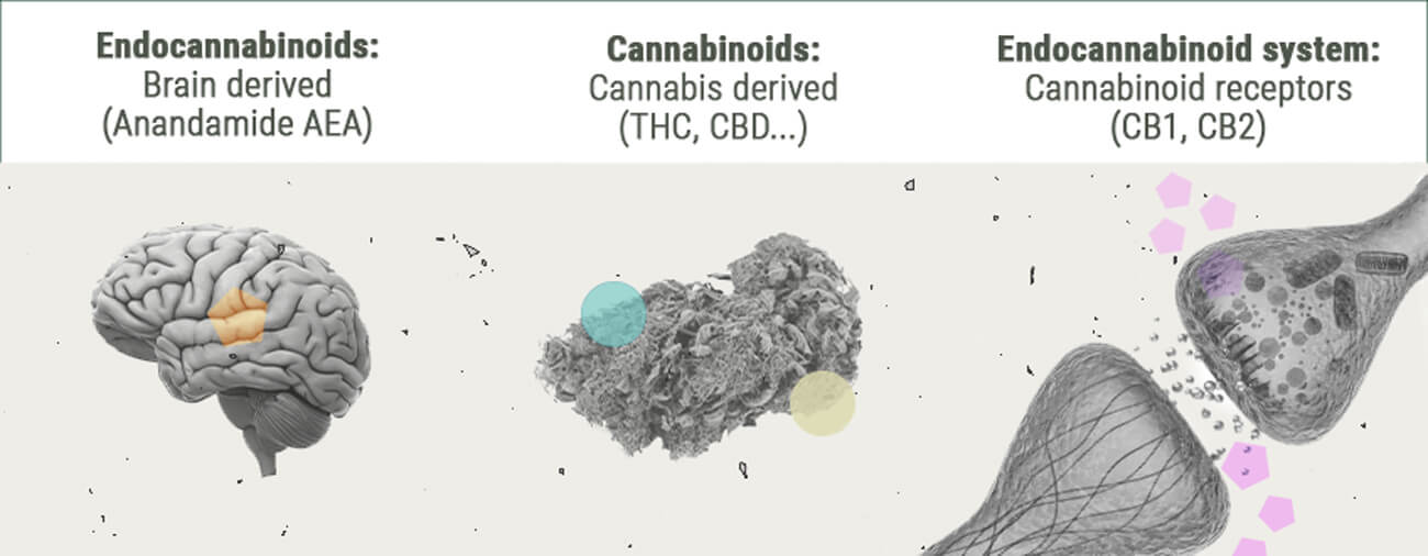Die Chemie des Cannabis-Highs Die Chemie des Cannabis-Highs
