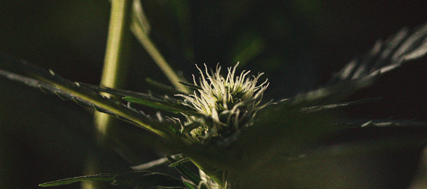 Die Bedeutung des Dunkelzyklus im Cannabisanbau