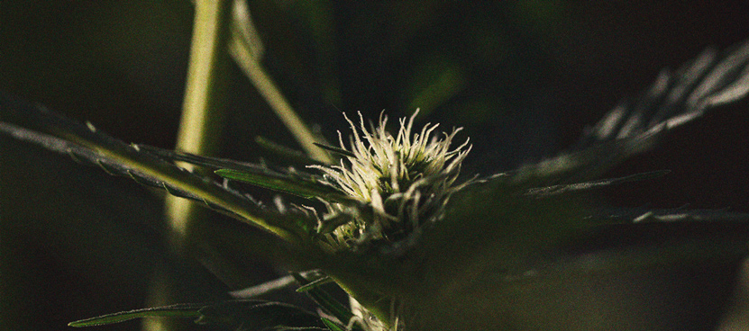 Die Bedeutung des Dunkelzyklus im Cannabisanbau Die Bedeutung des Dunkelzyklus im Cannabisanbau