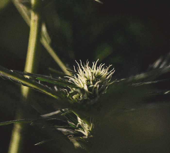 Die Bedeutung des Dunkelzyklus im Cannabisanbau Die Bedeutung des Dunkelzyklus im Cannabisanbau