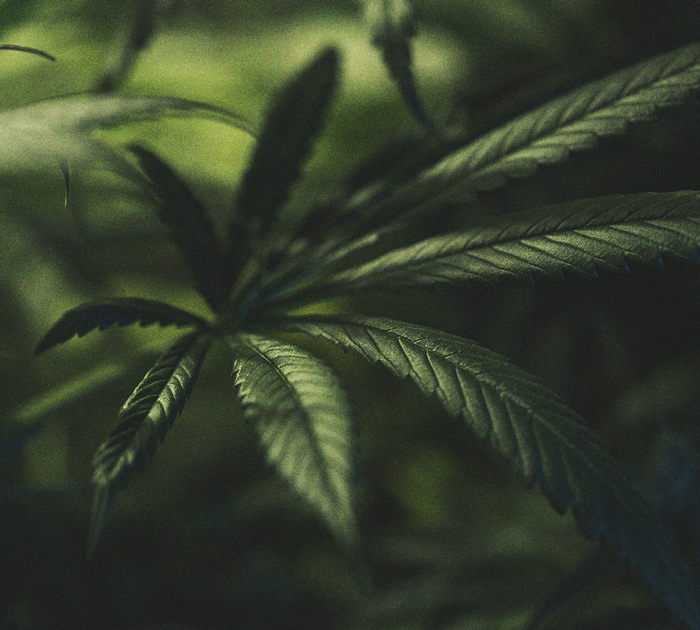 Die Bedeutung des Dunkelzyklus im Cannabisanbau Die Bedeutung des Dunkelzyklus im Cannabisanbau
